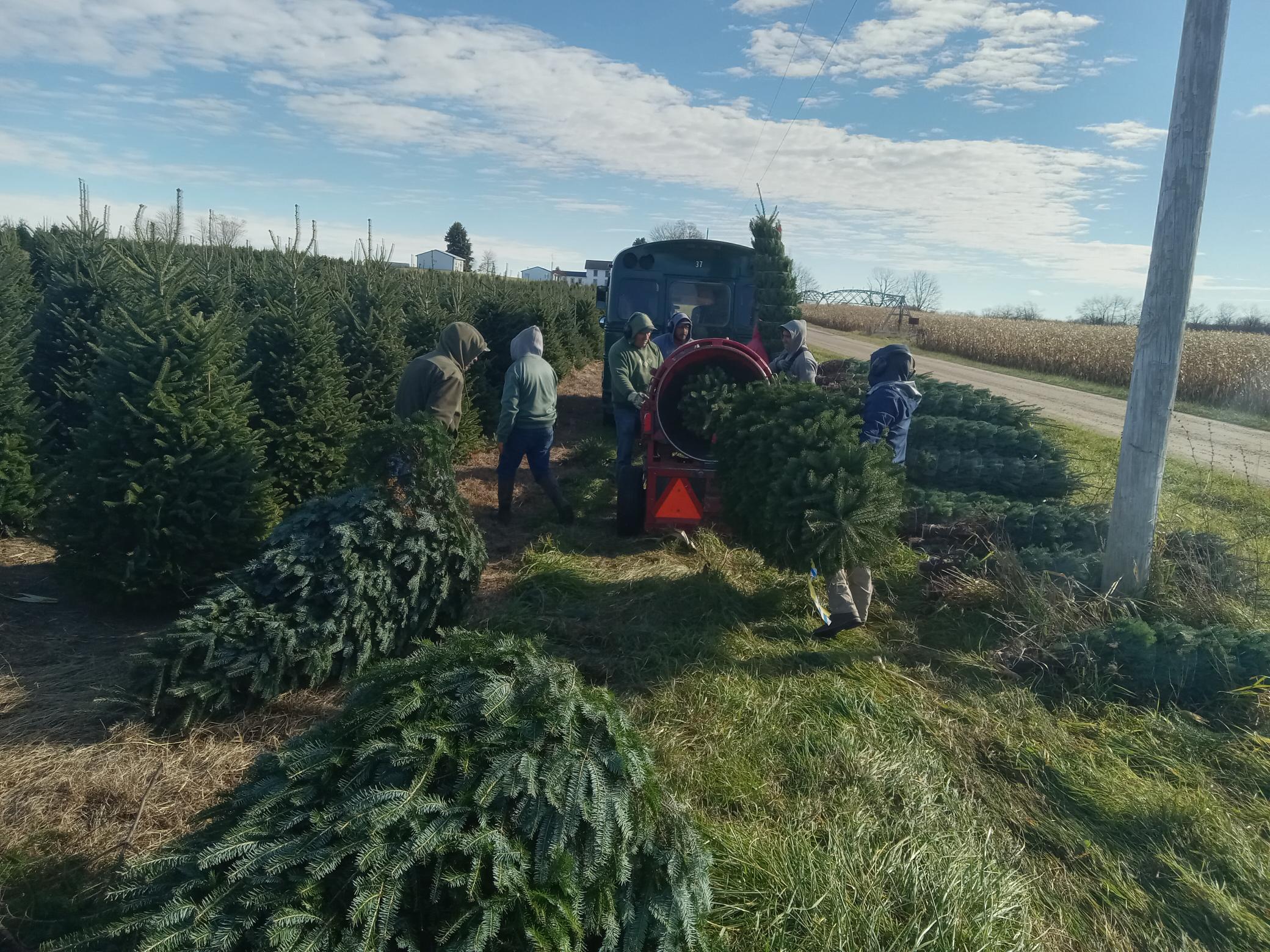 Bailing trees 3.jpg